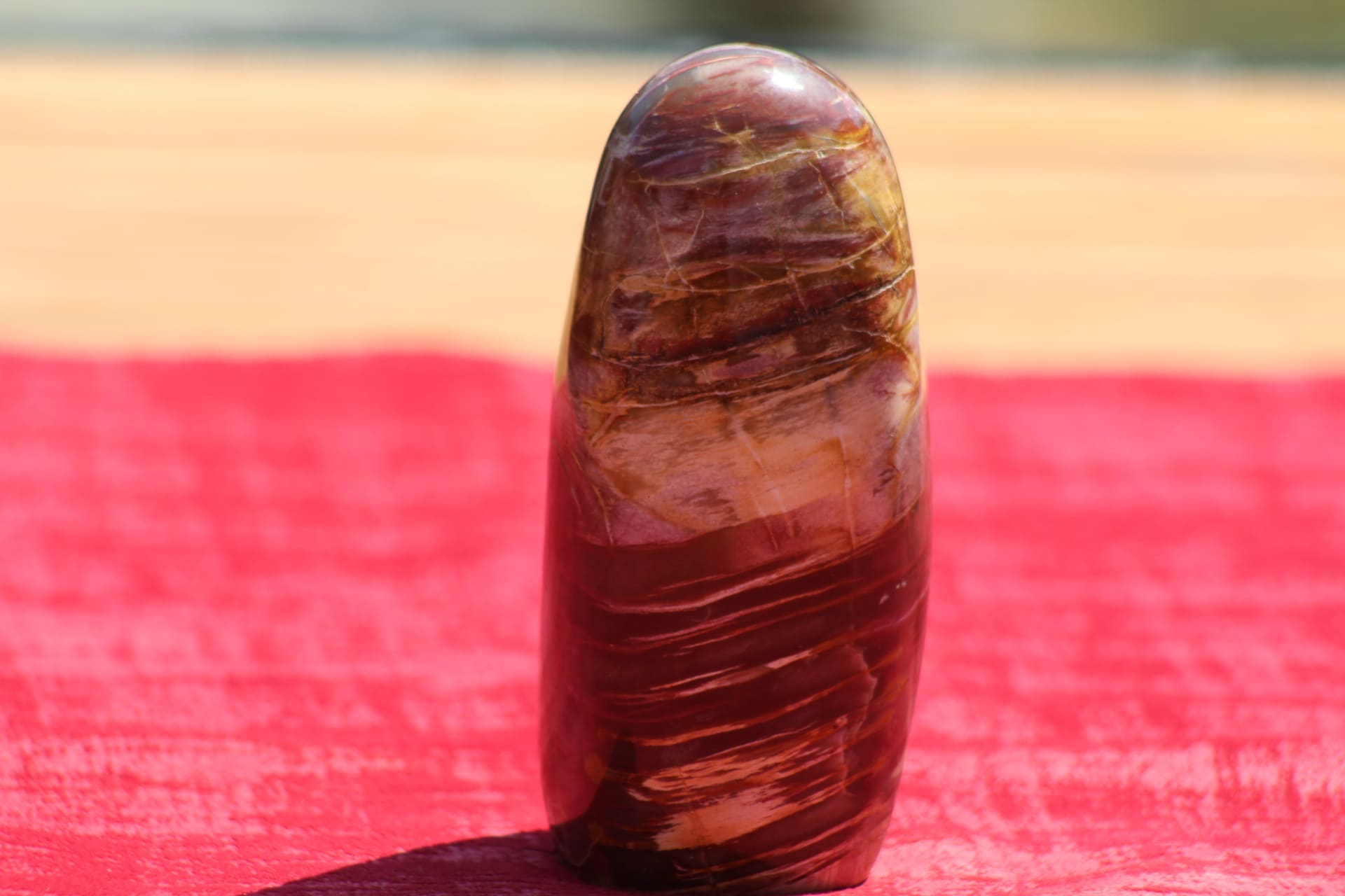 Bois silicifié