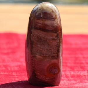 Bois silicifié