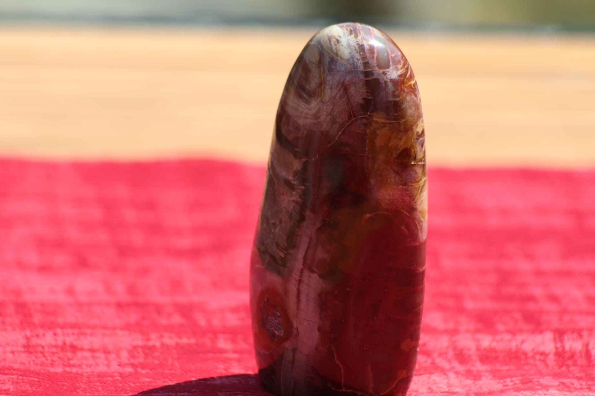 Bois silicifié