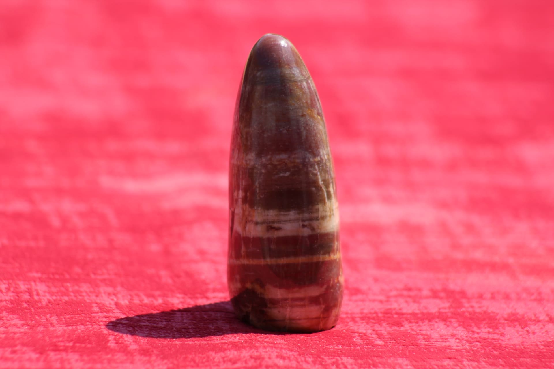 Bois silicifié