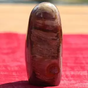 Bois silicifié