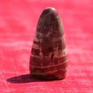 Bois silicifié